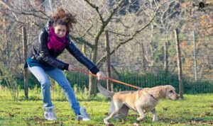 Educ-ad-hoc-cie-dressage-chien-éducation-positif-communication-animale-soins-énergétique-Trévoux-Fleurie-Villars-les-Dombes-Belleville-en-Beaujolais-Rhone-Ain-Saone-et-Loire